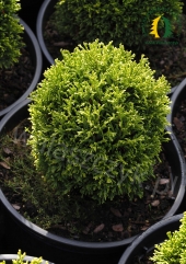 Thuja occidentalis 'Krasnal'